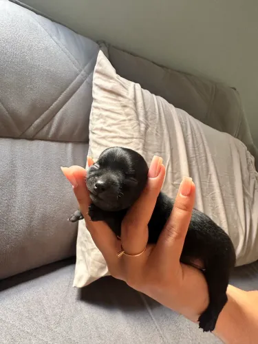 Filhote de Pinscher 1