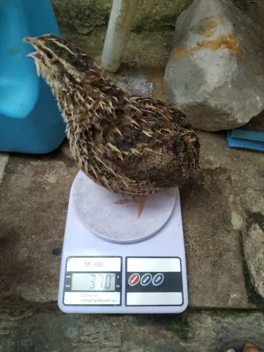 Vendo ovos férteis de codornas gigante 40 ovos por 50 reais 