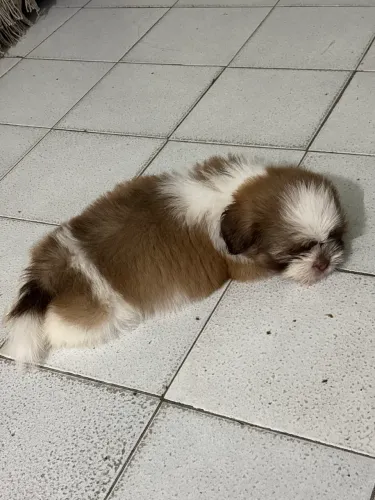 Filhote de Shih Tzu macho