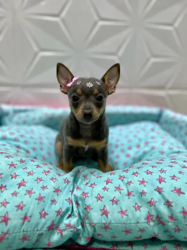 Pinscher fêmea minizinha 