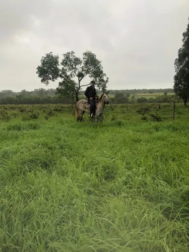 Égua à Venda 