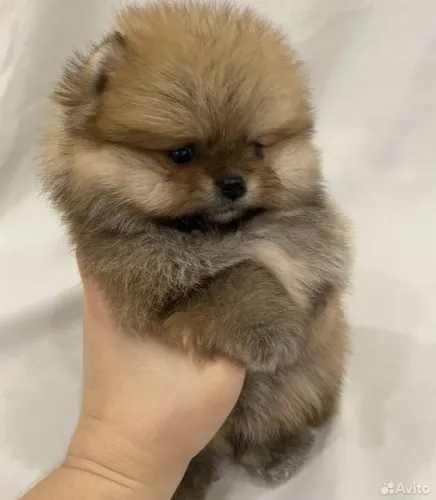 Lulu da pomerania,anãozinho querido
