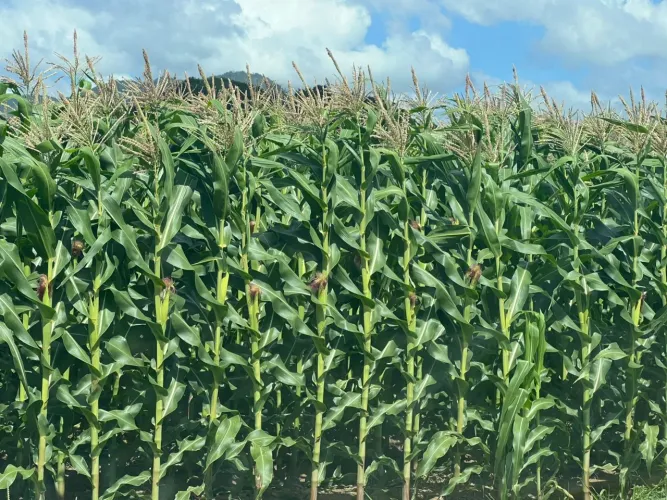 Silagem de qualidade veterinária 