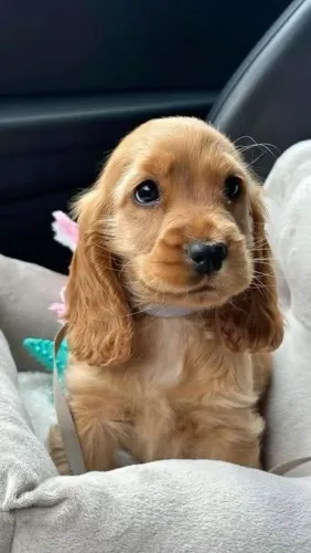 Doação de cão. Contato + *