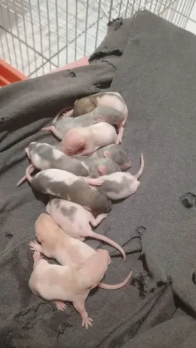 Rato Twister