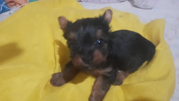 Vendo uma mini Yorkshire terrier com 46 dias nasceu dia 8/0
