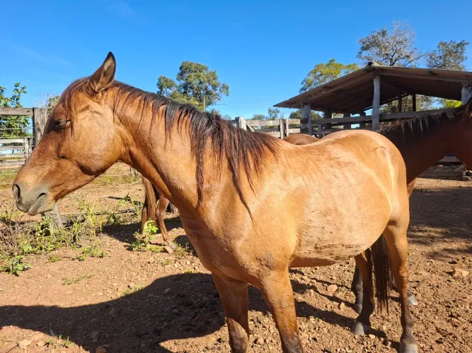 CAVALO