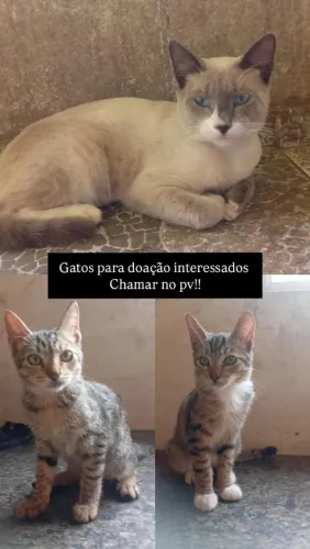 Gato