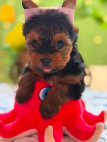 Filhotes MIÚDOS de Yorkshire com PEDIGREE