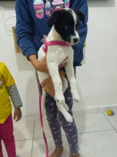 Cachorro