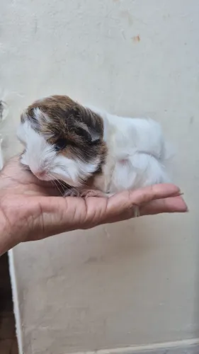 Porquinho da Índia Peruano Macho