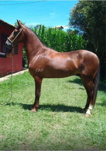 Mangalarga Marchador
