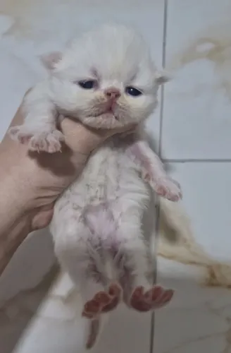 Gatos persas
