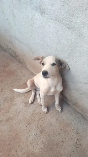Doação(macho)