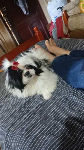 Shtzu fêmea