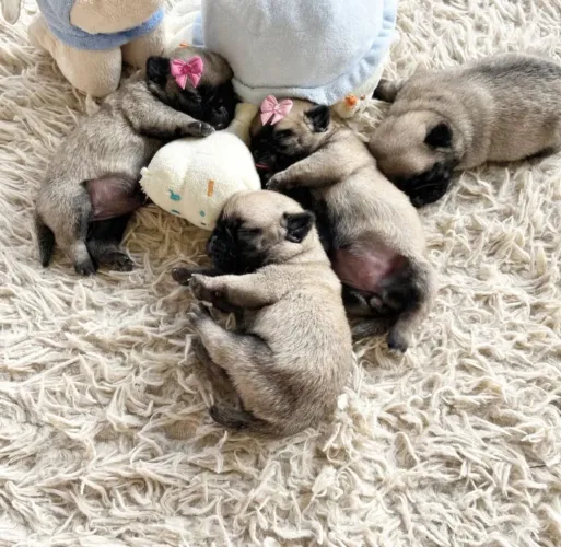 Pug 