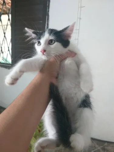 Gatinhas pra doação