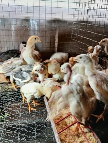 Vendo pintinhos caipira 