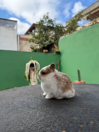 Coelho anão de netherland dwarf 