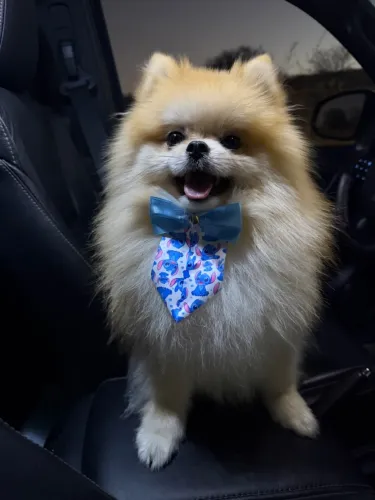 Lulu da pomerania para cobertura