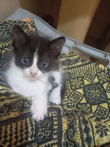 Gatinhos: 2 machos e 2 fêmeas