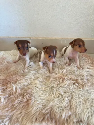 Vende-se fox paulistinha 