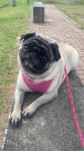 Vendo cachorro raça pug