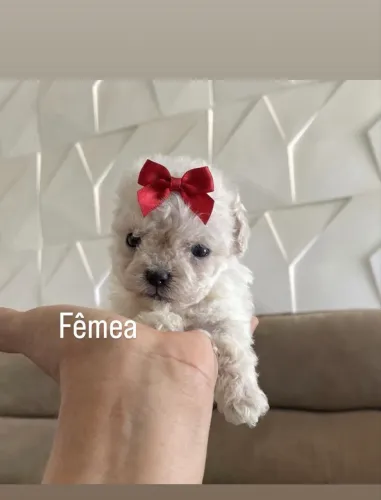 Poodle toy