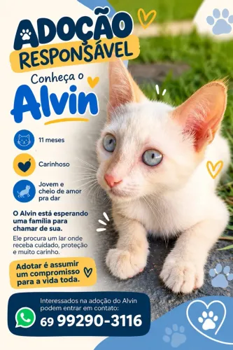 Gatinho para adoção responsável