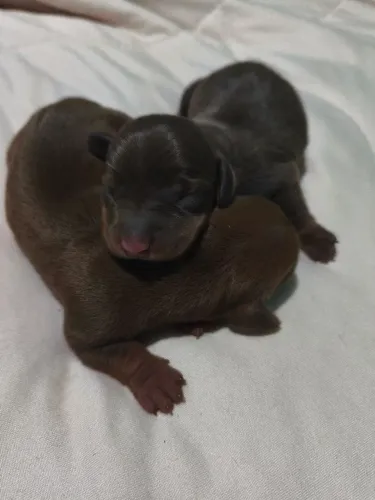 Dachshund salsicha 
