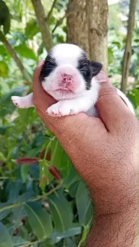 Filhotes de Shih tzus disponíveis 