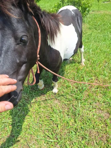 Pônei macho inteiro