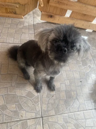 SHIH TZU PARA ADOÇÃO