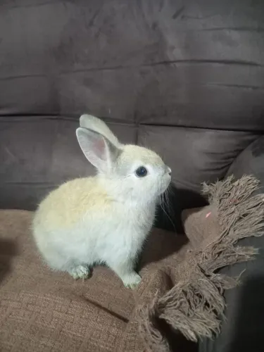 Vendo mini coelhos