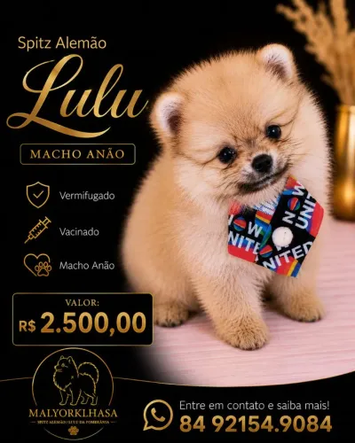 Vendo Spitz/Lulu Macho