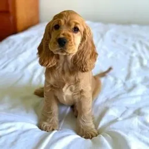Cocker Spaniel,Cocker Spaniel Filhote Selecionado Alta Procedência