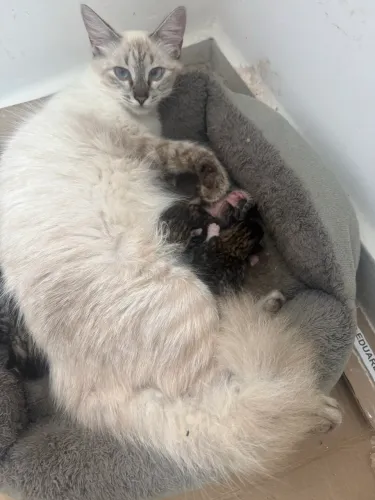 Doação de lindos gatinhos 