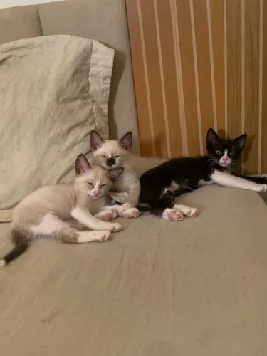 Doação de Gatinhos fofinhos