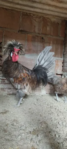 Casal da raça polonesa