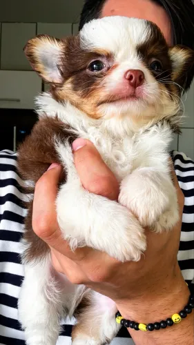 Filhote chihuahua