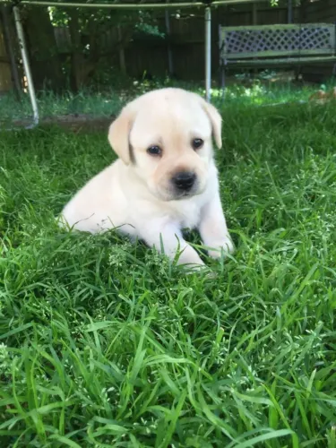 Labrador Retriever,Labrador Retriever Filhote Vacinado e Vermifugado