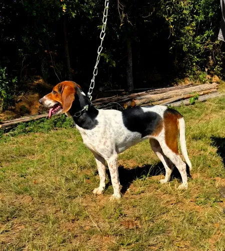 Cachorra Foxhound Americana