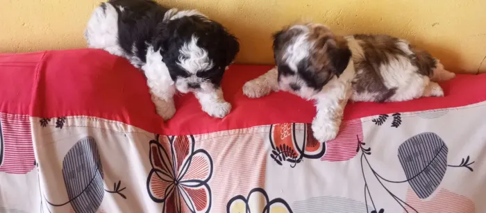 Vendo três filhotes de cachorro Shitzu puro dois machos e uma fenia 47 dias já vacinados