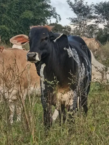 Bezerro/Torinho