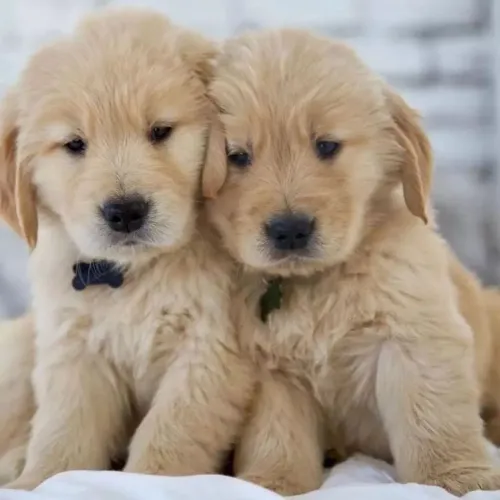  Golden Retriever fêmea linda e dourada | tenho machinho também 