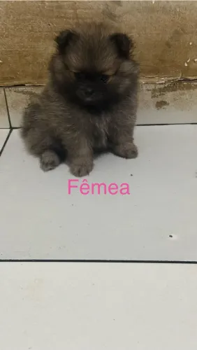 Filhote de Spit Alemão Fêmea porte pequeno