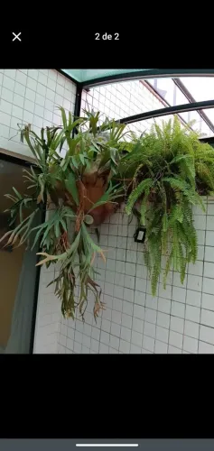 Planta xifre de veado
