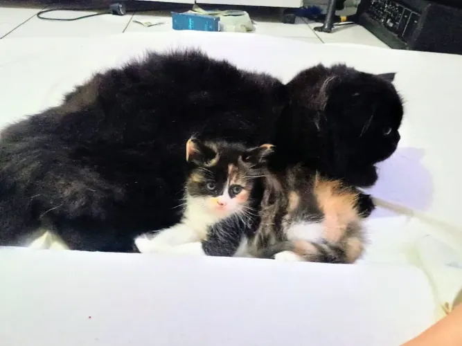 Encantadora Gatinha Exótica, Filha de Persa!