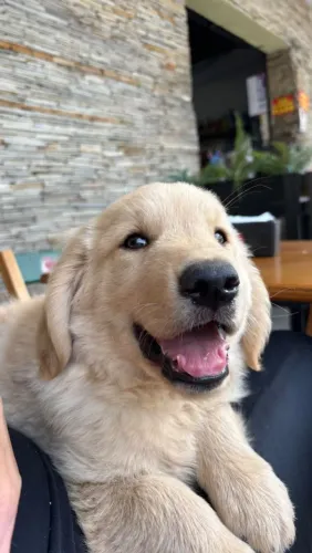 Golden Retriever promoção