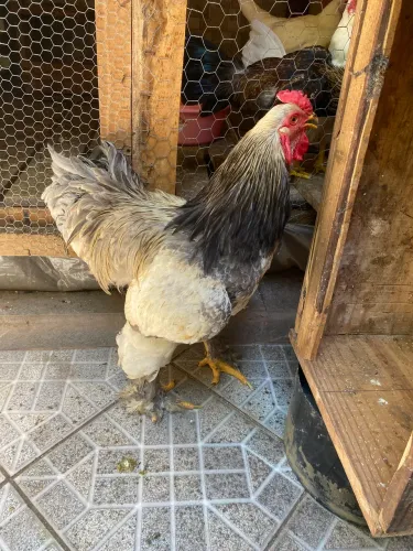 Ovos galado galinha brahma